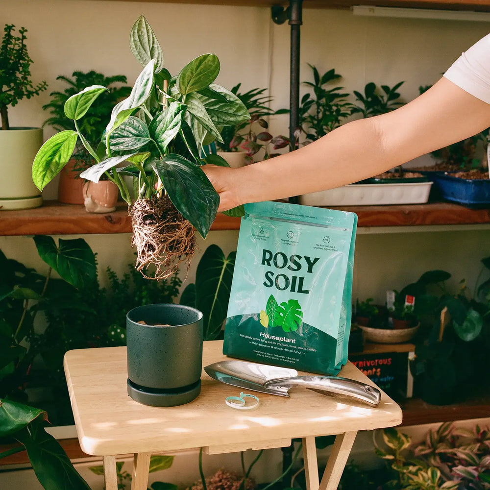 Rosy Soil Organic Potting Houseplant Soil Mix 4qt