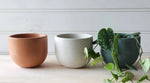 Tulip Concrete Planter - 5"
