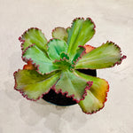 Echeveria Ruffles 8"