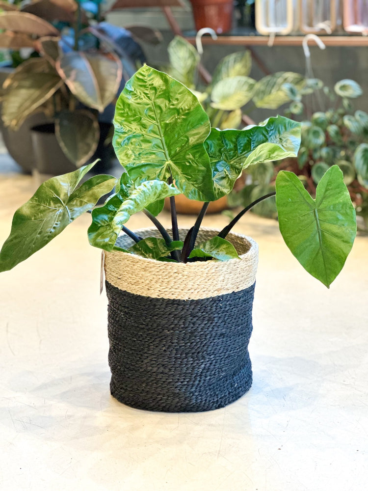 Charcoal Jute Basket w/ Cream