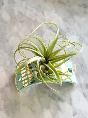 Caribbean Ceramic Air Plant Holder w/ 22k Gold Accents