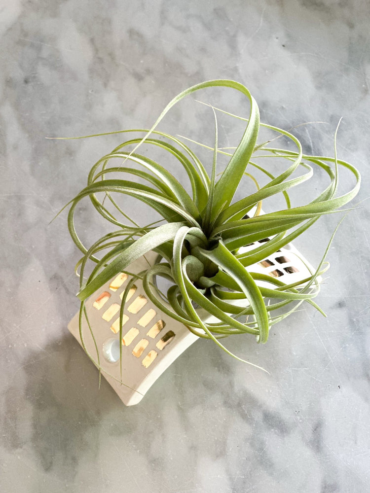 White Ceramic Air Plant Holder w/ 22k Gold Accents