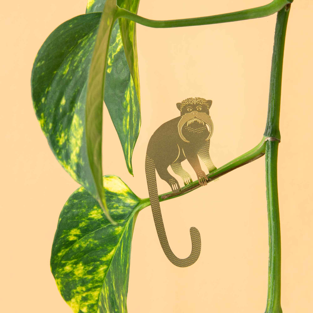 
                
                    Load image into Gallery viewer, Plant Animal - Tamarin
                
            