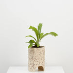 Capra Designs Archie Planter