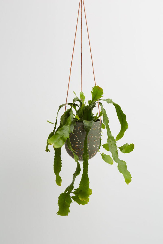 Capra Designs Hanging Planter
