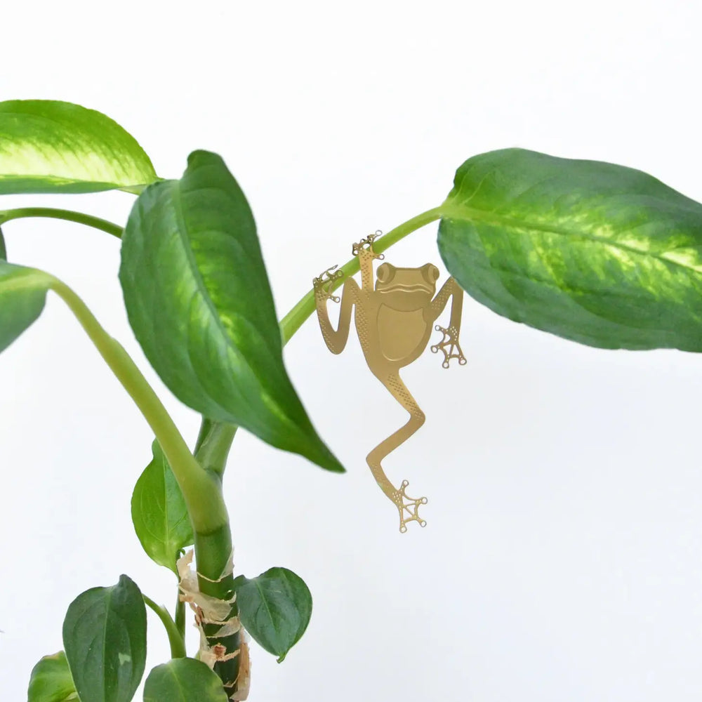 Plant Animal - Tree Frog
