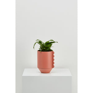 
                
                    Load image into Gallery viewer, Capra Frill Planter-Dusty Rose
                
            